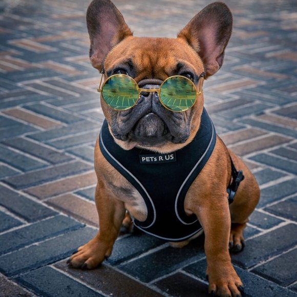 PETsRUS Premium Reversible Dog Harness Black Silver Reflective Detail Neoprene - Picture 10 of 10